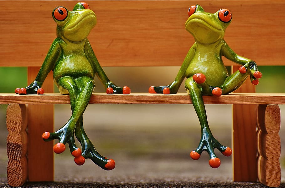 selective focus photography of two red-eyed tree frogs sitting on bench, HD wallpaper