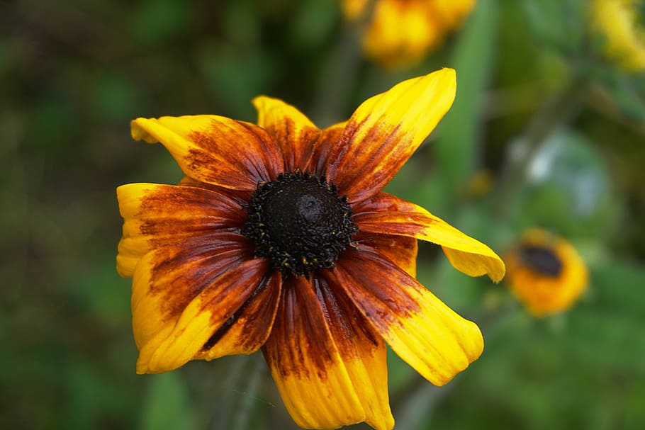 flower, flora, botany, nature, flowering, yellow, petal, flowering plant HD wallpaper