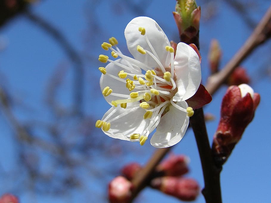 spring, flower, tree, white, tender, flowering plant, fragility HD wallpaper