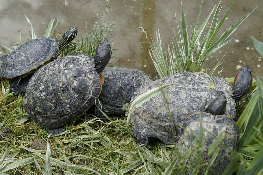 turtles, water turtle, bask, panzer, tortoise shell, drawing HD wallpaper