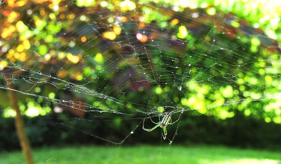 Orchard Spider, Orb Web Spider, Spiders, spiderweb, spider web HD wallpaper