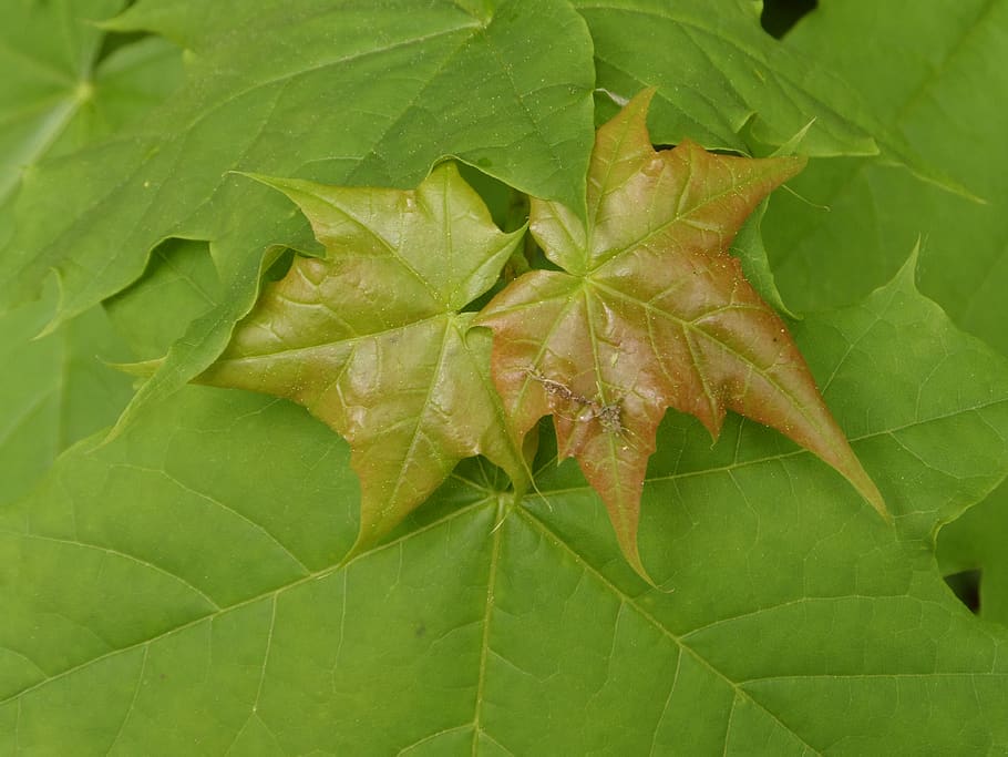 leaf, plant, nature, environment, growth, maple, tree, close up HD wallpaper