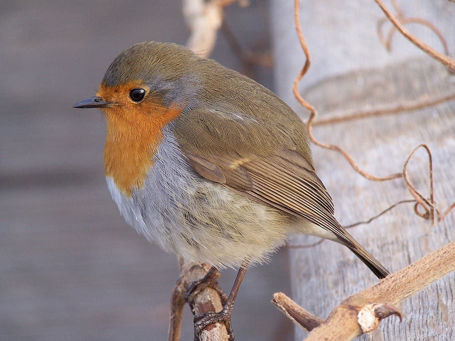 Robin, Just, Chilling, bird, one animal, animal wildlife, animals in the wild HD wallpaper