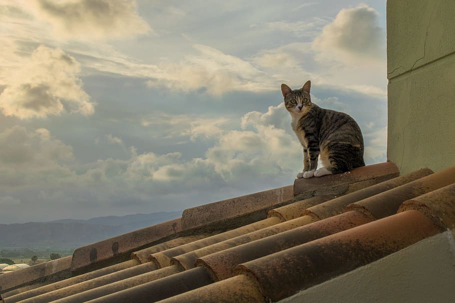 cat, sunset, roof, domestic, mammal, domestic animals, feline HD wallpaper
