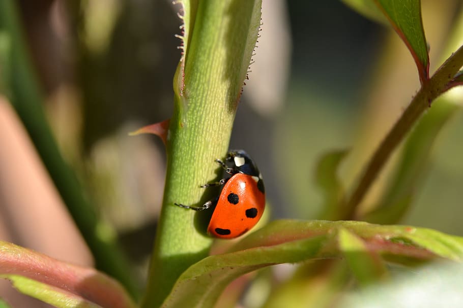 red, black, ladybird, close-up, nature, insects, leaf, green, HD wallpaper