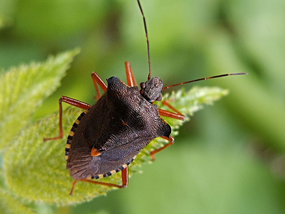 closeup photography of shield bug on green leaf, sheet, insect HD wallpaper