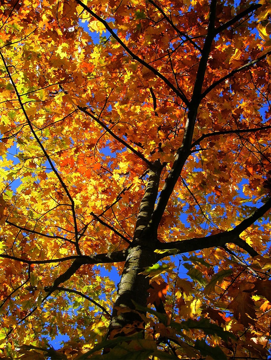 maple tree, autumn, leaves, golden autumn, yellow, fall color HD wallpaper