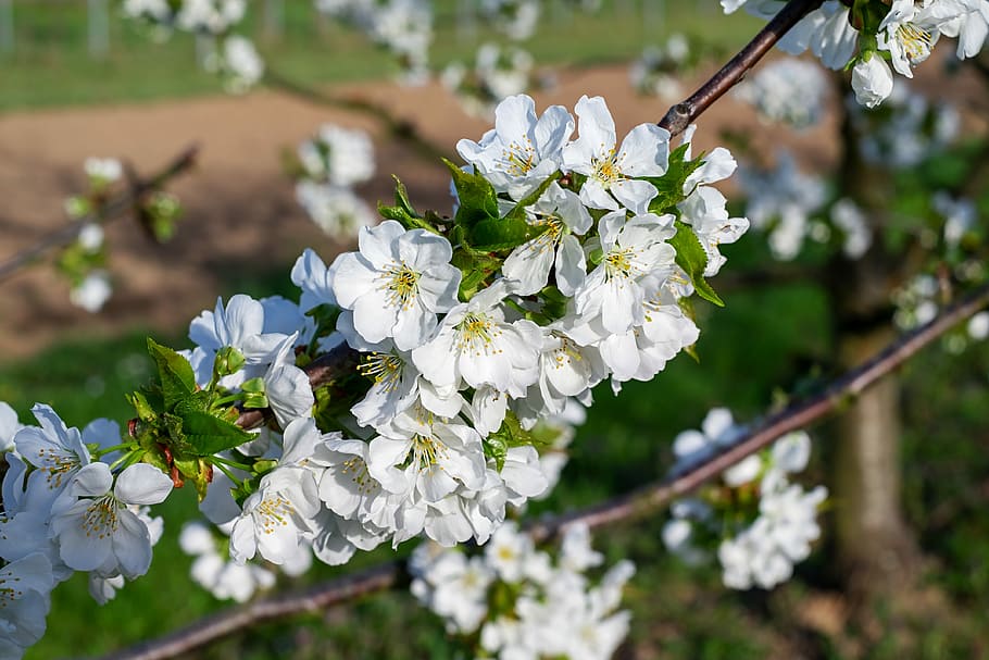 selective focus photography of white petaled flower, cherry trees HD wallpaper