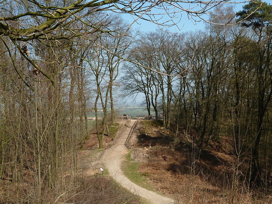 netherlands, landscape, sky, clouds, forest, trees, woods, lane HD wallpaper