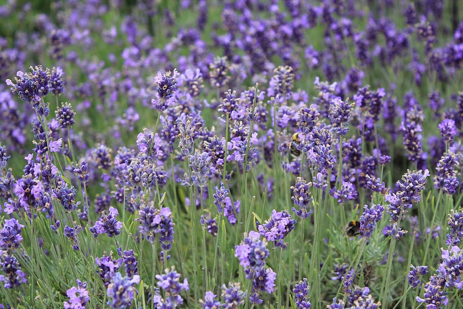 flower, the scenery, ppt backgrounds, lavender, field, purple, HD wallpaper