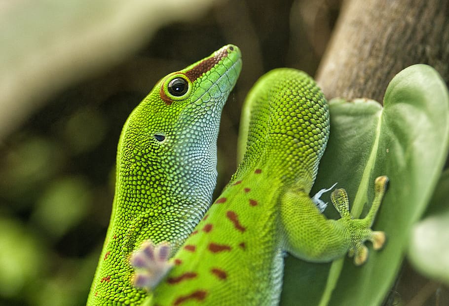 lizard, green, reptile, phelsuma, madagascar, day gecko, animal, HD wallpaper