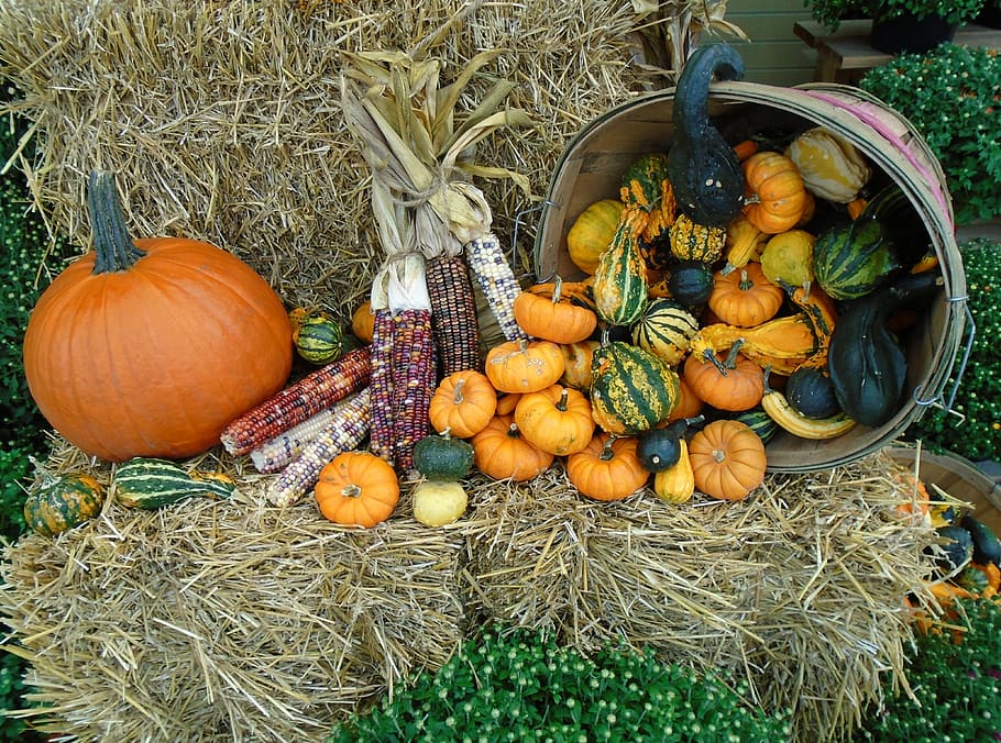 assorted fruits, fall, autumn, october, orange, thanksgiving HD wallpaper