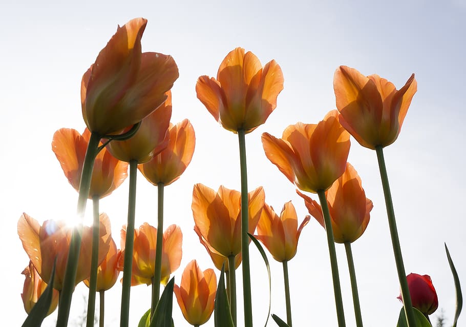 orange flowers photography, mainau, summer, tulip, natural HD wallpaper