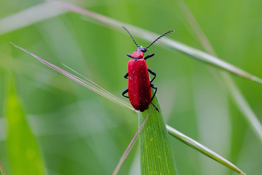 nature, insect, summer, leaf, plant, animal world, close, color HD wallpaper