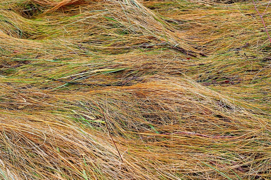 grass, nature, landscape, scenery, plant, natural, botanical HD wallpaper