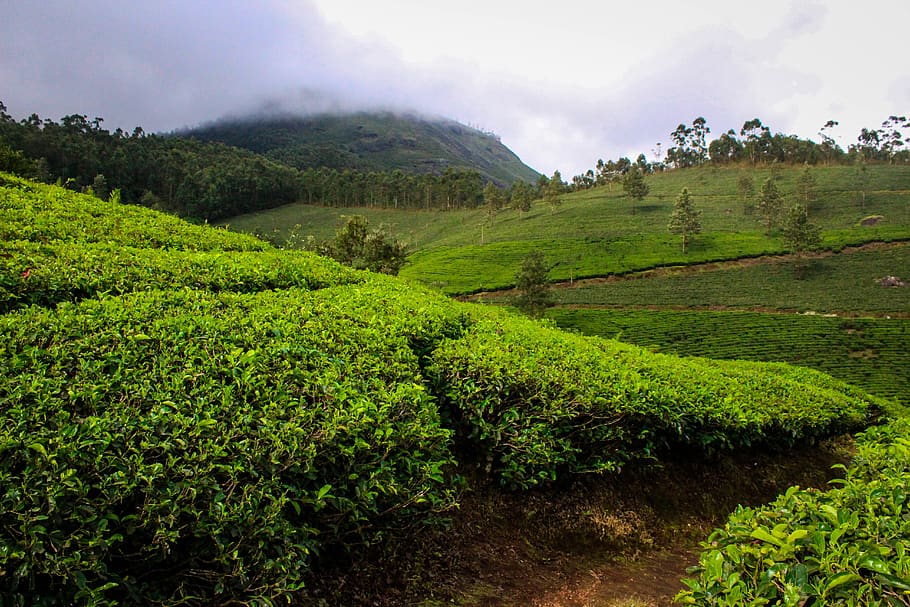 munnar, india, kerala, tea plantation, nature, field, travel, HD wallpaper