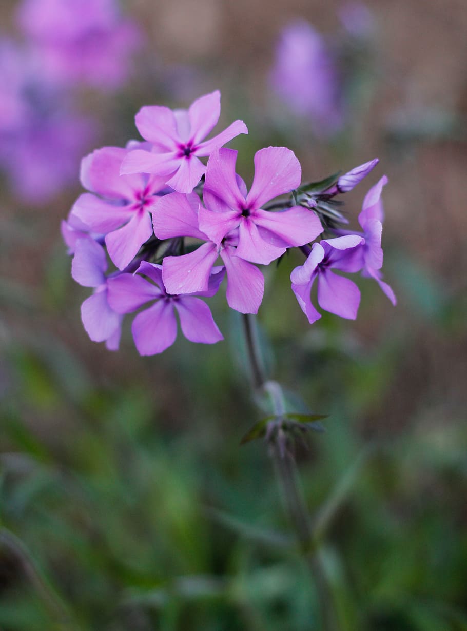 flower, spring, purple, spring flower, spring flowers, nature HD wallpaper