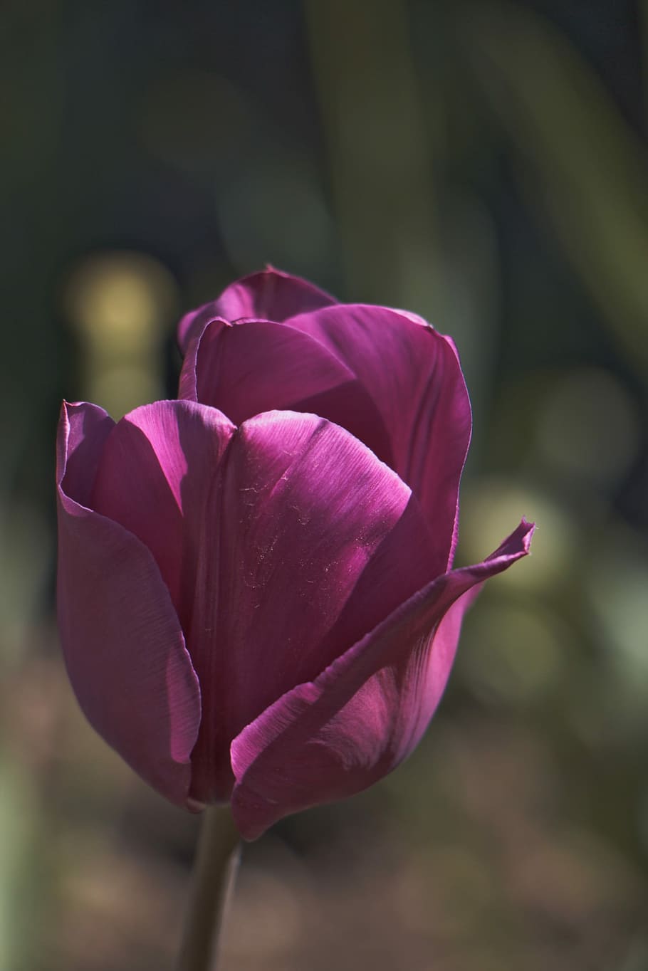 Tulip, Flower, Violet, Vegetation, Plant, petal, pink color HD wallpaper