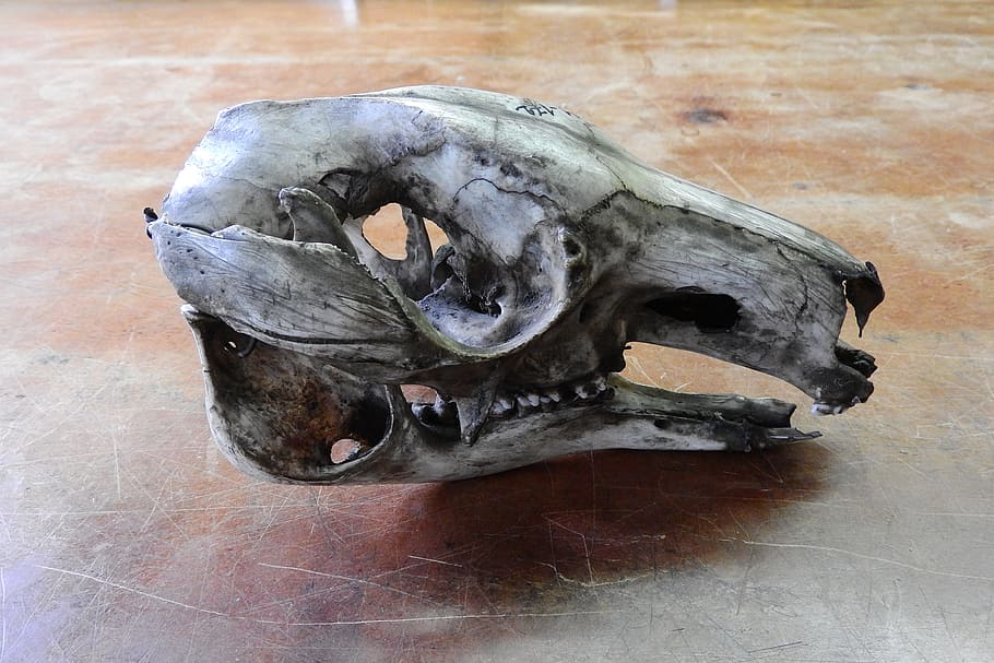 Skull, Skeleton, Teeth, Anatomy, Jaw, animal skull, no people HD wallpaper