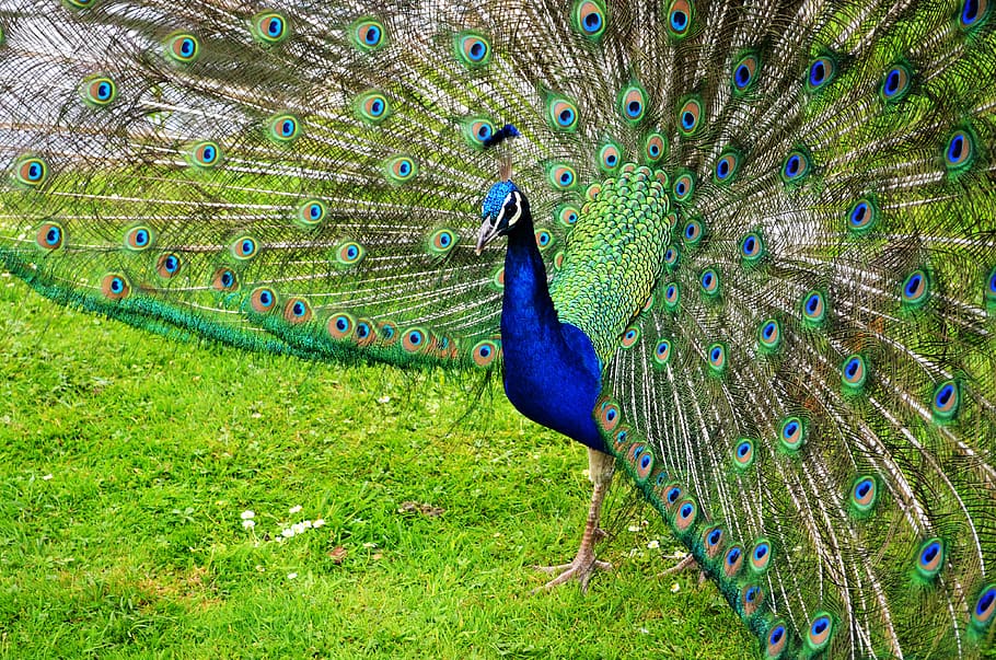 HD wallpaper: peacock, bird, feather, tail, vibrant, animal