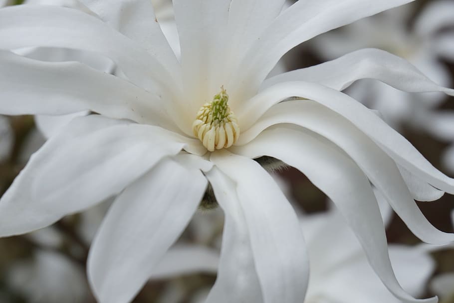 tulip tree, blossom, bloom, white, nature, magnolia, plant HD wallpaper