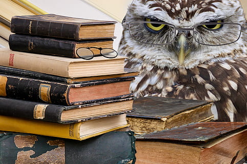 brown owl beside stack of books, bird, animal, plumage, animal world HD wallpaper