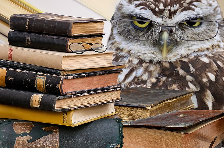 brown owl beside stack of books, bird, animal, plumage, animal world HD wallpaper