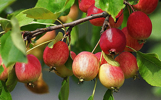 fruit, nature, apples, foliage, red, miniature apples, branch HD wallpaper