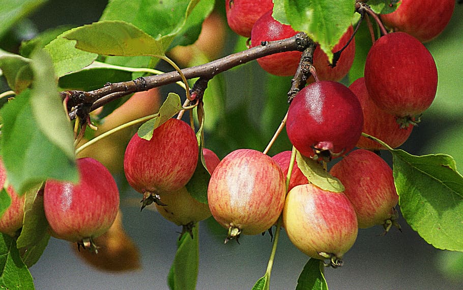 fruit, nature, apples, foliage, red, miniature apples, branch HD wallpaper