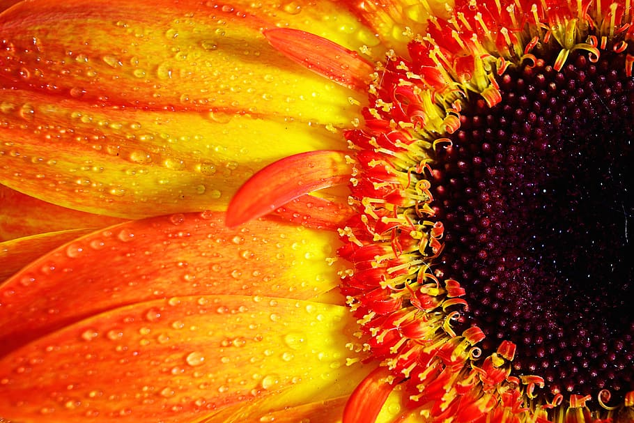 Macro shot of a vibrantly coloured Gerbera flower, nature, flowers, HD wallpaper