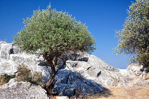 green leafed tree near rock formation, Thassos, Limenas, Olive Tree HD wallpaper