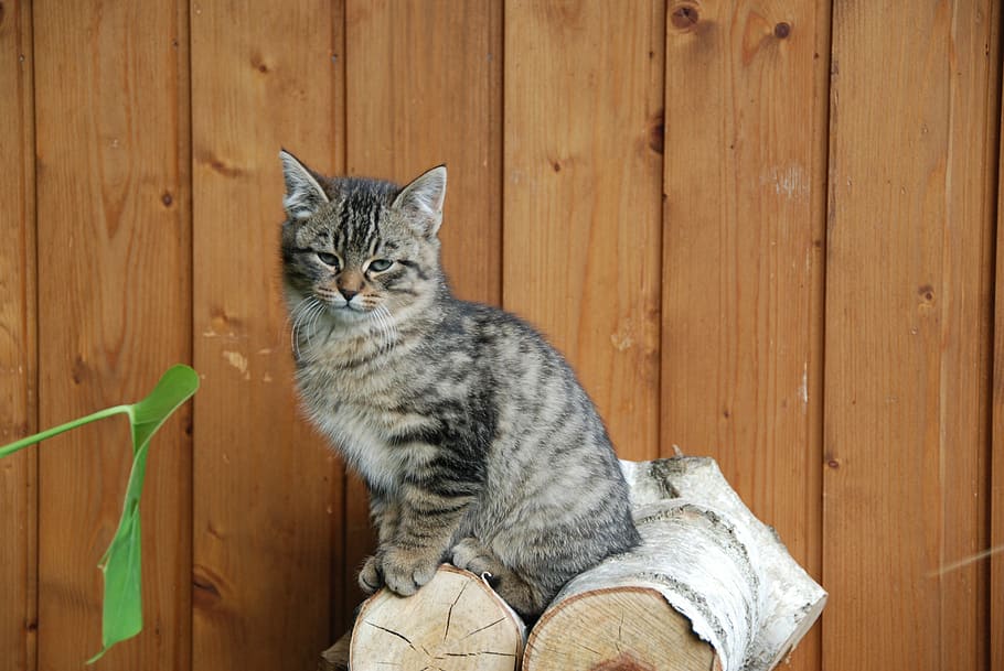 Cat, Pet, young cat, domestic cat, pets, one animal, domestic animals HD wallpaper