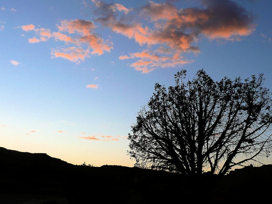 silhouette, landscape, tree, organic, wilderness, sky, clouds HD wallpaper