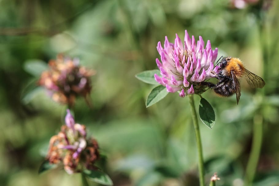 bumblebee, insect, flower, nature, macro, summer, flowering plant HD wallpaper