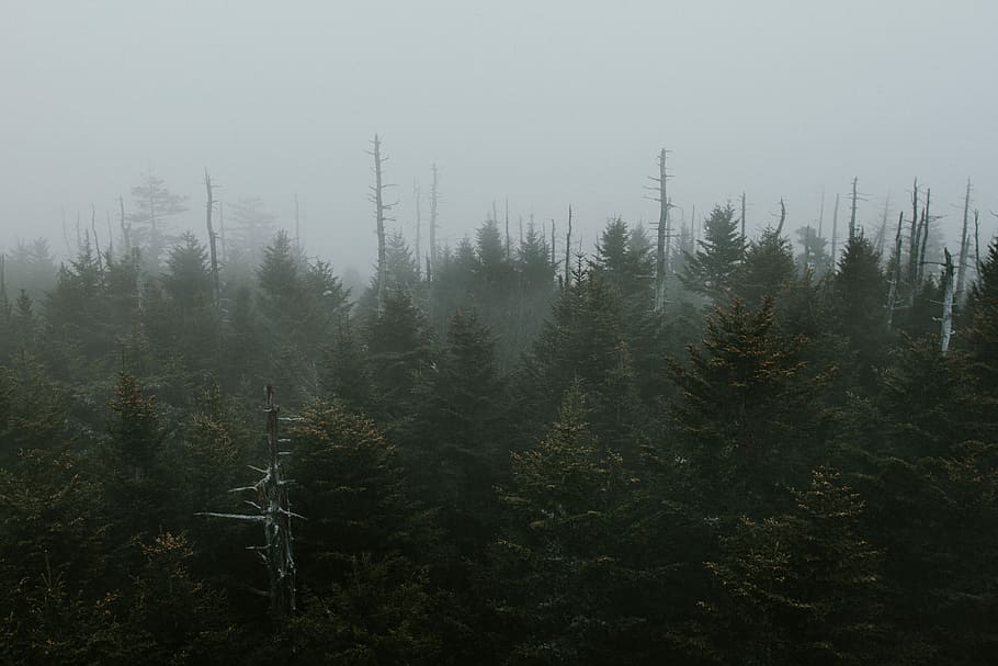 photography of green leafed trees, landscape photography of pine trees surrounded by mist HD wallpaper