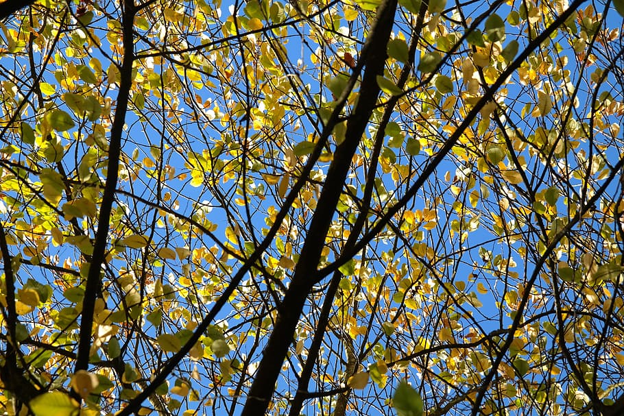 leaves, autumn, yellow, aesthetic, branches, bright yellow, HD wallpaper