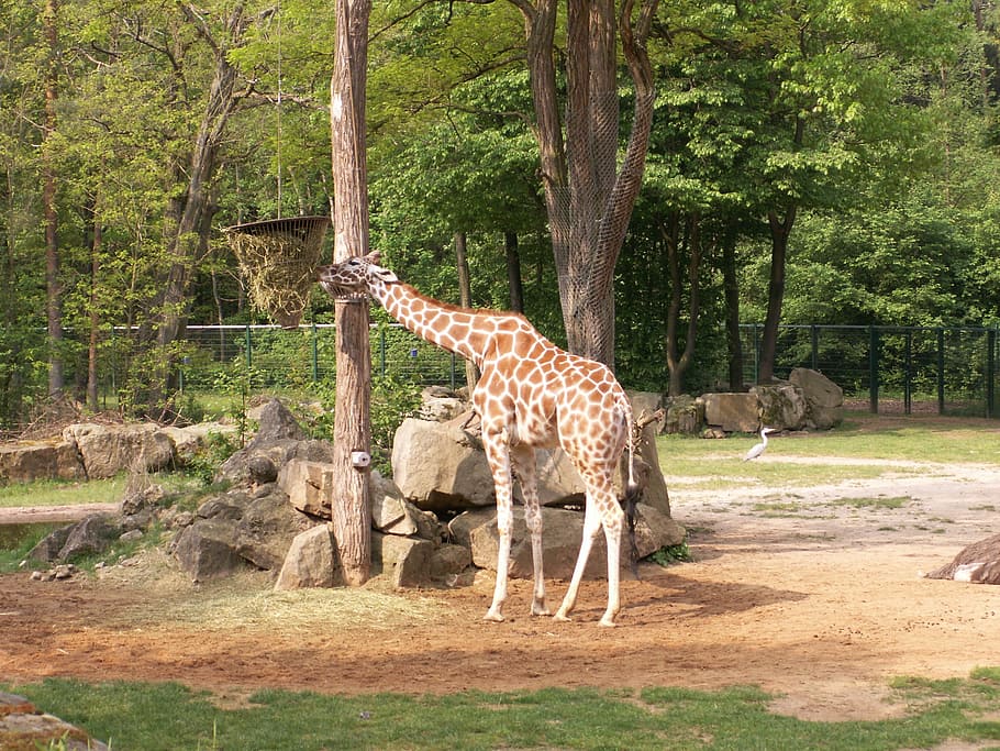 Giraffe, Zoo, Nuremberg, animal wildlife, tree, animals in the wild HD wallpaper