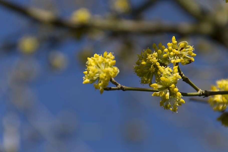 flower, branch, spring, plant, button, nature, flowering plant HD wallpaper