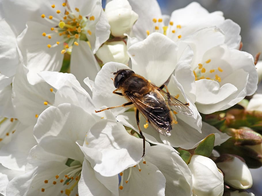 insect, nature, macro, animal themes, flower, flowering plant HD wallpaper