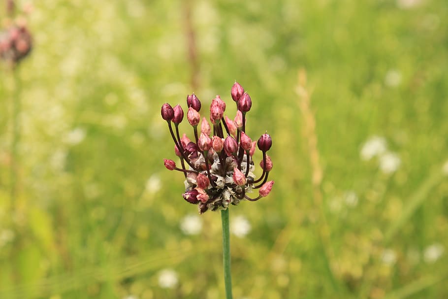 allium, crow, garlic, vineale, wild, plants, flower, flowering plant HD wallpaper