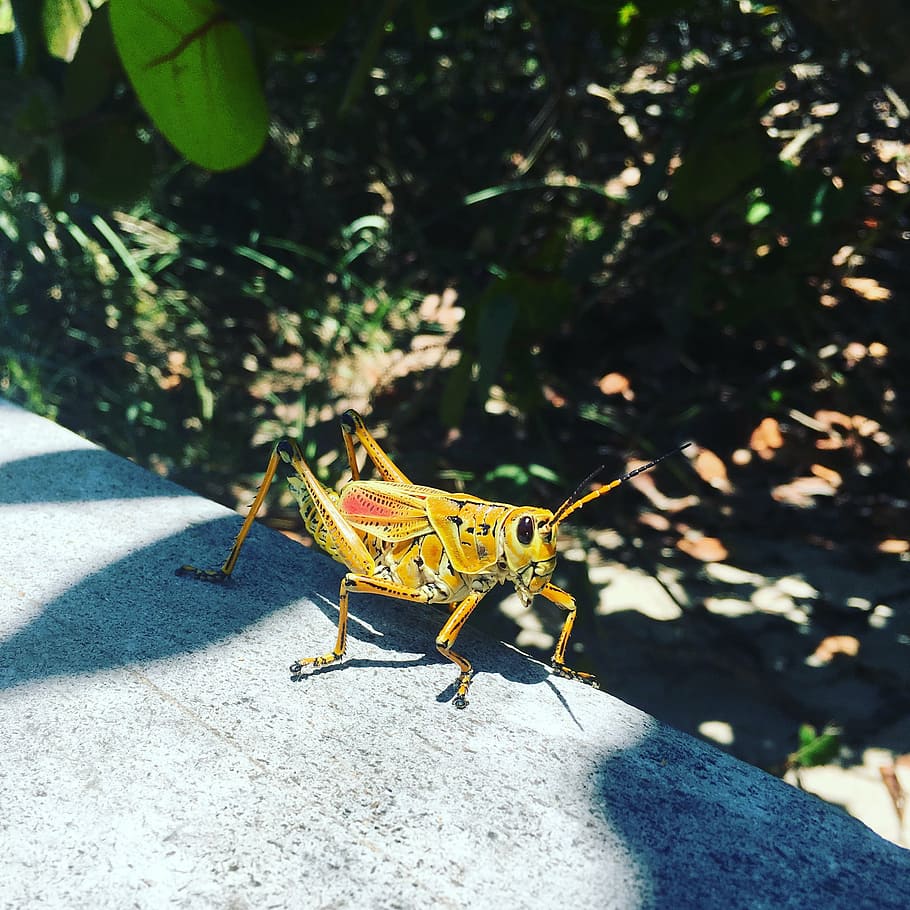 grasshopper, nature, insects, green, summer, animal, wildlife HD wallpaper