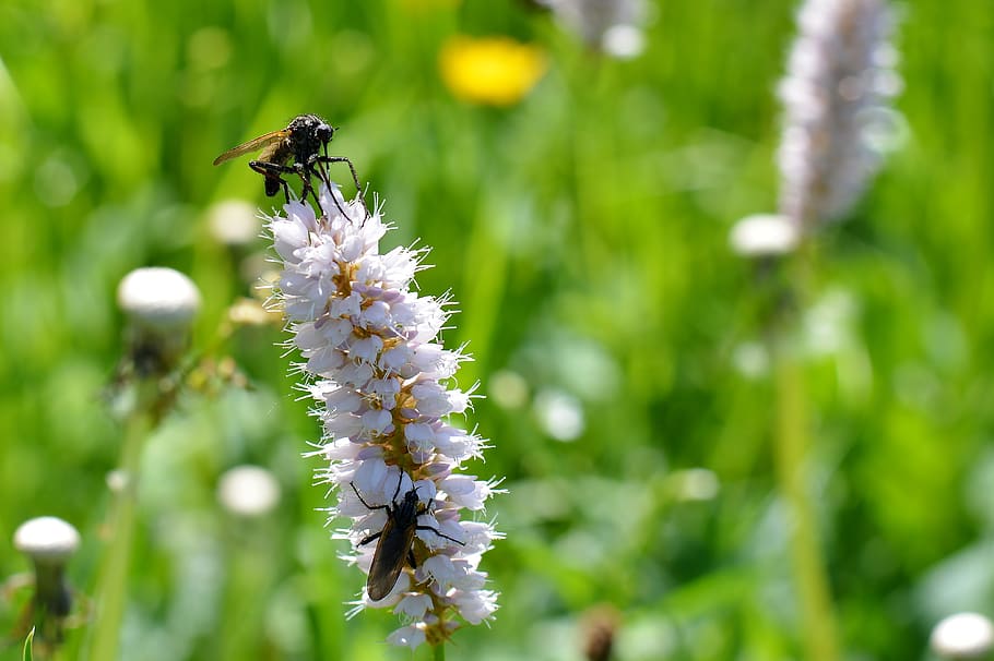 meadow, flower, flowering plant, insect, invertebrate, fragility HD wallpaper