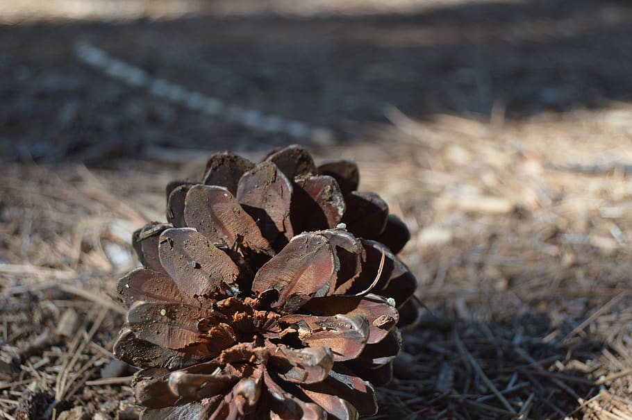 nature, dry, open air, land, field, close-up, focus on foreground HD wallpaper