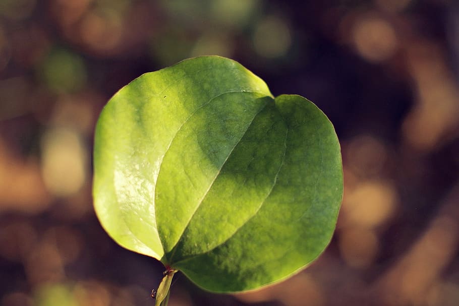 Wipes, Leaf, leave, focus on foreground, green color, close-up HD wallpaper