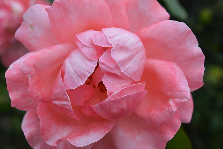 Flower, Nature, rosa, pink color, petal, rose - flower, beauty in nature HD wallpaper
