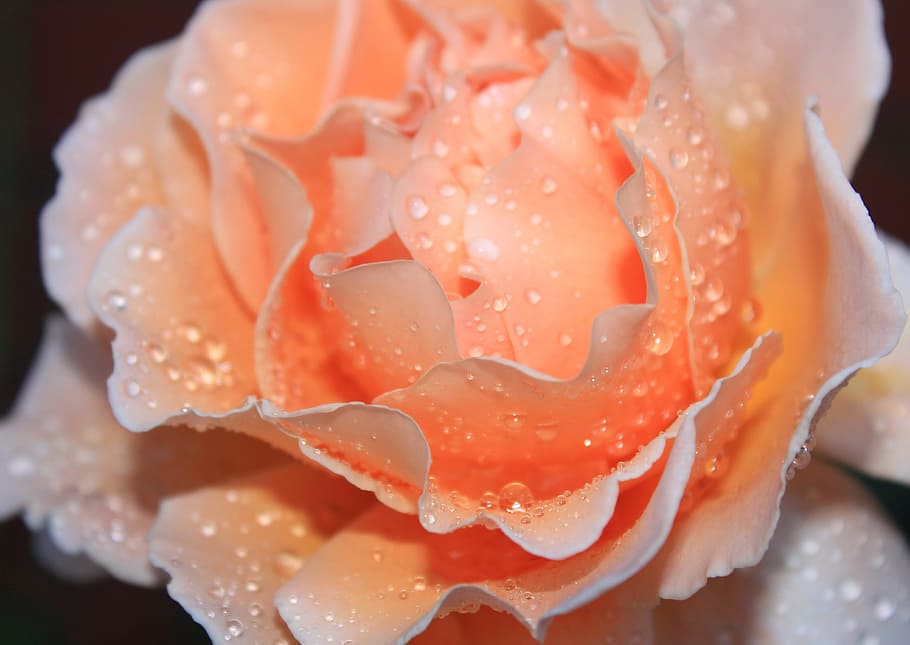rose, rainfall, water droplets, close-up, flowering plant, freshness HD wallpaper