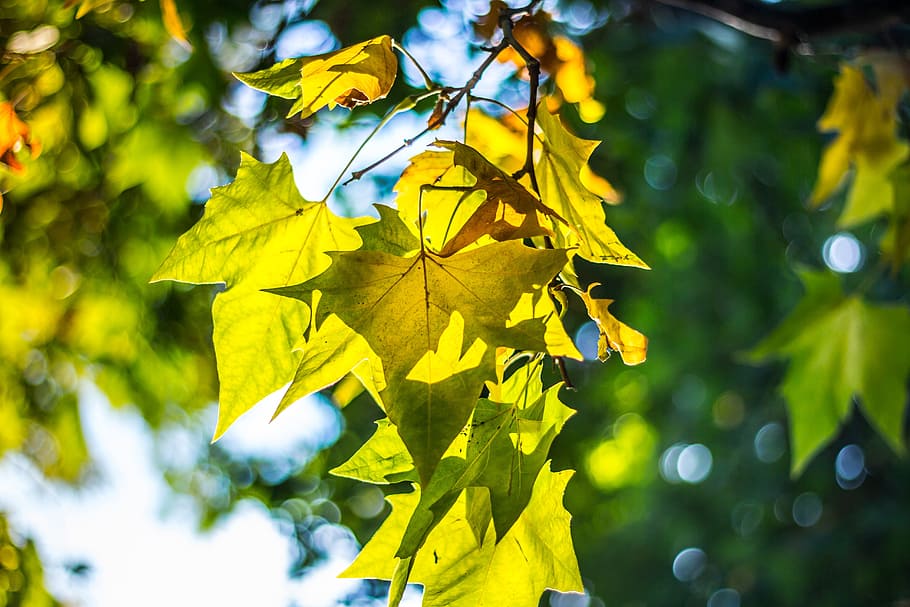 leaves, trees, branches, nature, autumn, fall, plant part, leaf HD wallpaper