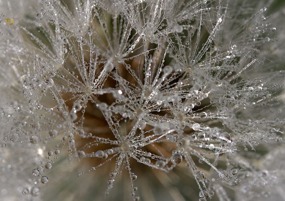 untitled, Dandelion, Drops, Dew, Plant, Wet, backgrounds, close-up HD wallpaper