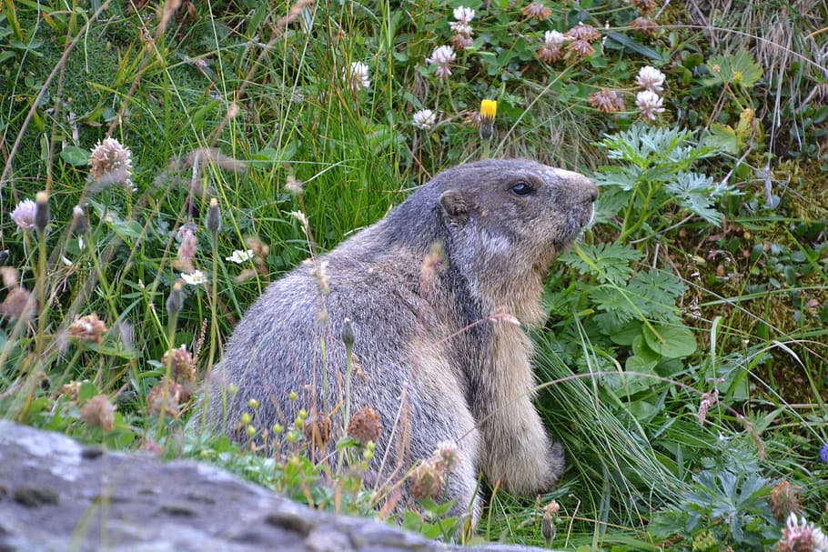 Marmot, Grossglockner, Carinthia, one animal, otter, day, animal wildlife HD wallpaper
