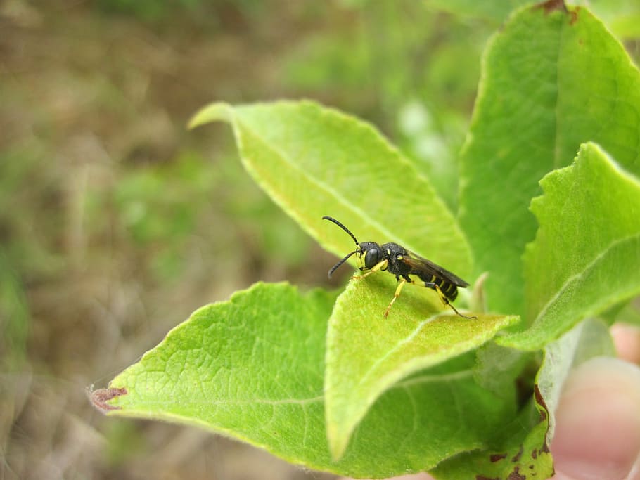 insect, leaf, hoverfly, green, nature, leaves, close, plant part HD wallpaper